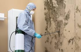 Why You Should Choose Our Mold Remediation Services in Rawlins, WY